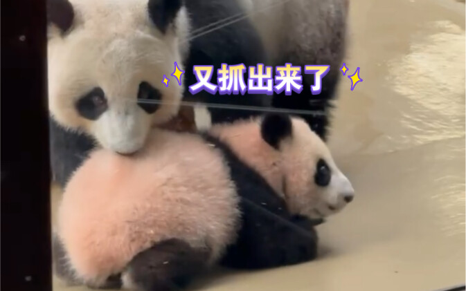 Đinh Đinh mỗi ngày ôm Katiusa đi ra ngoài tám trăm lần.