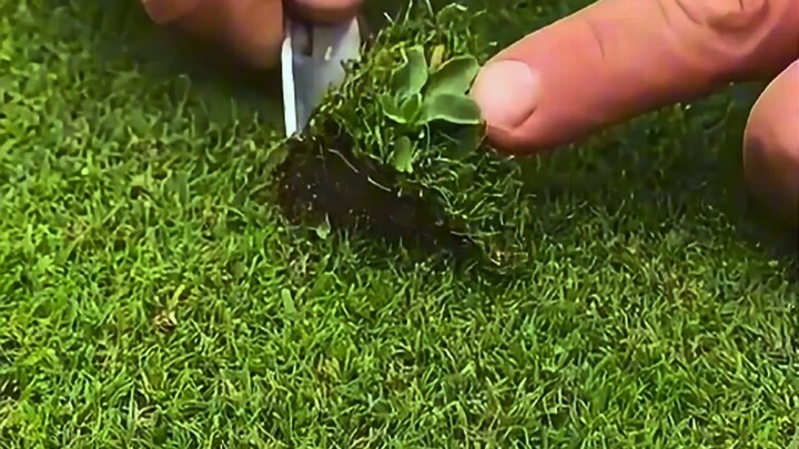 Cara membersihkan rumput di dalam lapangan sepak bola