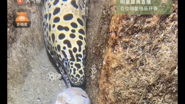 للمرة الأولى أشوف من يصطاد ثعبان البحر ويتعرض للسطو من قبل سرطان البحر!