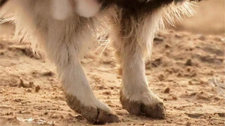 Houbara Bustard: How strange, this bird has a pair of rabbit-like feet!