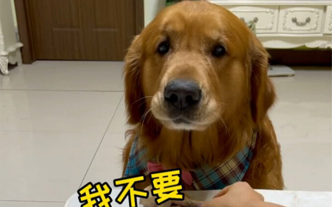 Tôi xúc động đến mức suýt khóc vì chú cún.