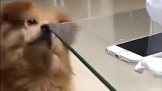 Erha và chủ nhân sẽ luôn phát điên trước