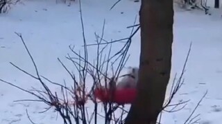 ฤดูหนาวเล่นอะไรดี น่าอิจฉาเจ้าหมาน้อยตัวนี้#