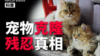 用十几只猫换一只猫，你愿意吗？