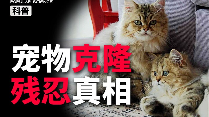 用十几只猫换一只猫，你愿意吗？