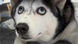 Seekor anjing yang dibeli seharga 1.000 memiliki mata senilai 999