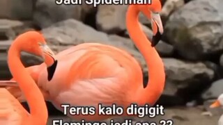 kalo di gigit flamingo jadi kopi tuya🗿