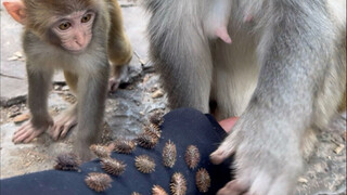 Monyet kecil melihat ibunya mencabut biji burung unta