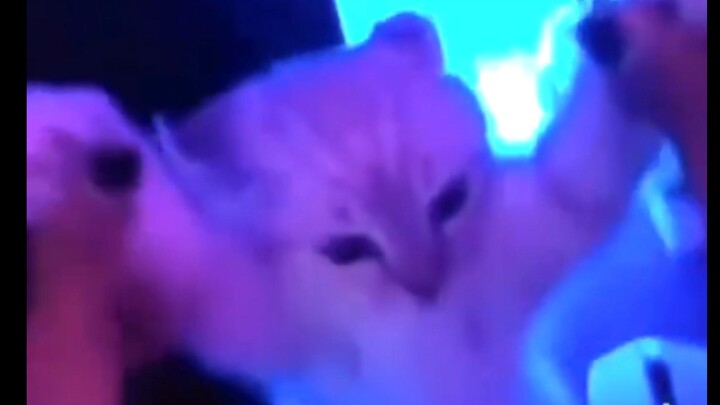 Kitty, you can hit the nightclub!