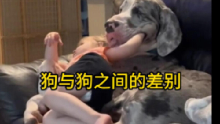 From large breeds to small ones, the differences between dogs can be quite significant.