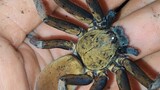 Huấn Luyện Nhện Tarantula, Trả Lời Câu Hỏi Của Khán Giả