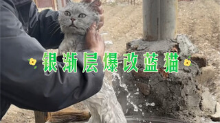 第一批从大城市回到农村的猫猫已经入乡随俗了