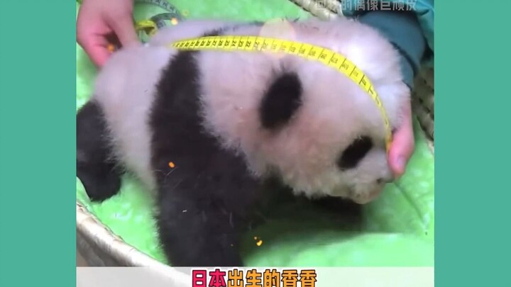 山东和俄罗斯，这放在整个熊猫界也是相当炸裂的 横屏