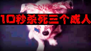 【宠物杀人】我被宠物狗杀死后该怎么办，真实宠物致死案