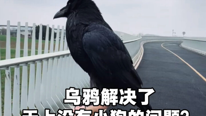 อีกาแก้ปัญหาเรื่องบนฟ้าไม่มีลูกสุนัขได้แล้วหรือ?