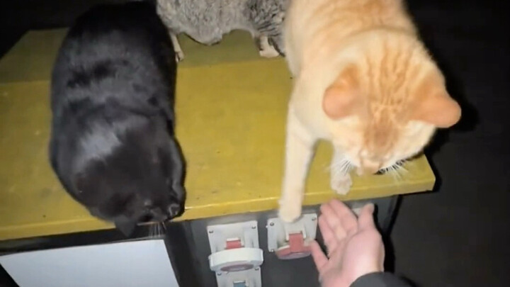 To overcome social anxiety, I made a point of befriending a kitten.