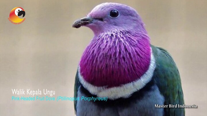 Burung Cantik Berkepala Ungu