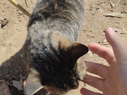 Chú mèo kiêu sa tuyệt thế ở nhà bà