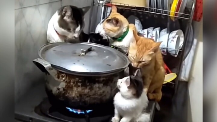 Bahkan kucing pun sudah tak tahan dengan musim semi di Guangdong!!