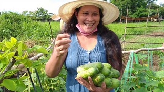 HAVEST TIME FOR OUR VEGETABLES