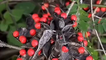 BUAH BERACUN
