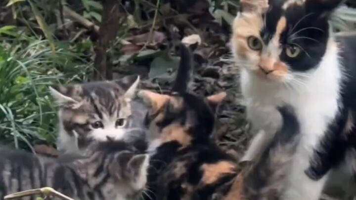 الهرة الصغيرة تبحث عن أمها