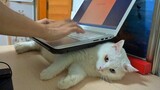 Ubah kucing menjadi dudukan laptop. Tampaknya indah!