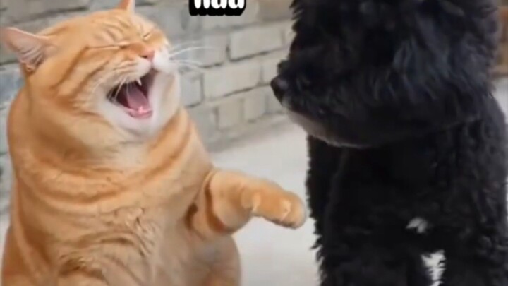 mèo và chó chơi pháo tết