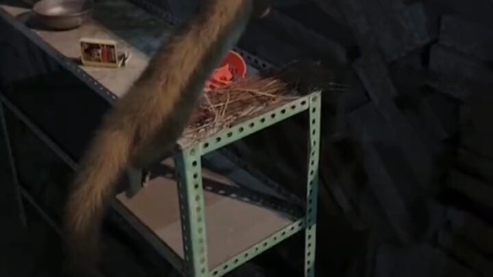 A weasel got stuck hanging from a water pipe and froze solid like a stick. What should you do in thi