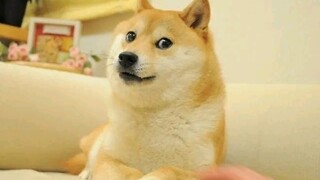 狗头：我没动。BGM：你动了”