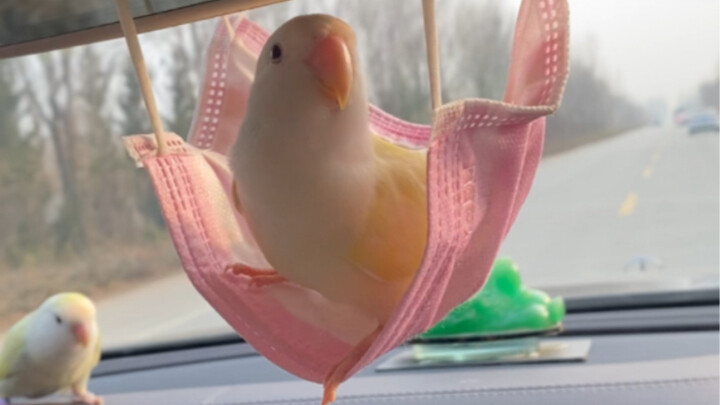 Đội quân chim non cuối cùng lên xe lắc lư về nhà đã xuất phát rồi!