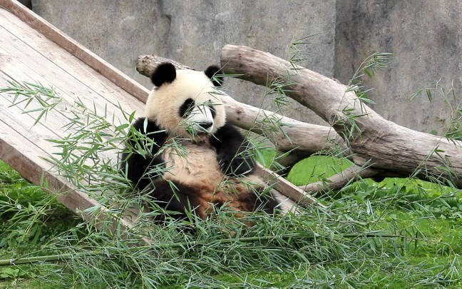 Seeing their faces after they find out that its meal time can keep me entertained for a whole year. How cute!