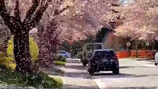 ถูกแท็กมาดูฝนดอกซากุระที่โรแมนติกขนาดนี้ ช่างเป็นความสุขจริงๆ เลย