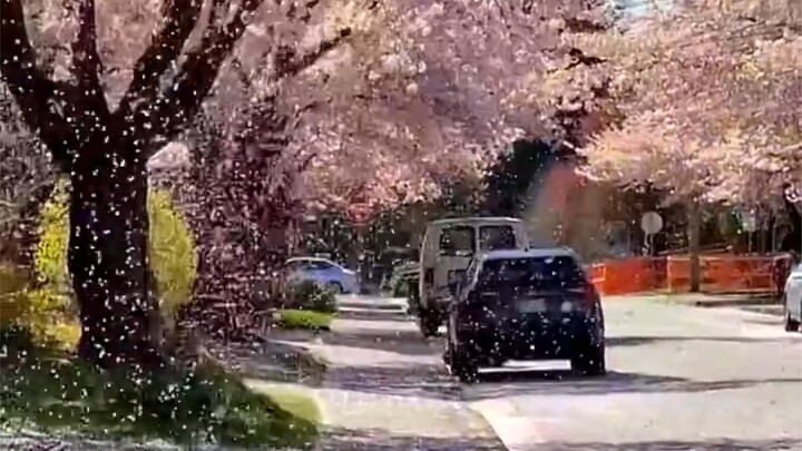 Dipanggil oleh orang lain untuk melihat hujan bunga sakura yang begitu romantis, sungguh sangat memb