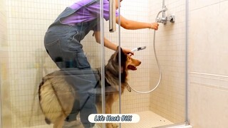 Nuôi thú cưng nhưng bạn đã biết mẹo này