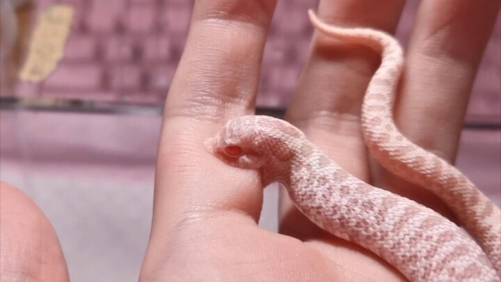 [Animals]Got bitten by my Hognose snake