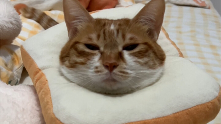 Kucing kuning di rumahku berubah menjadi sepotong roti panggang karena terserang kurap kucing. Kirim