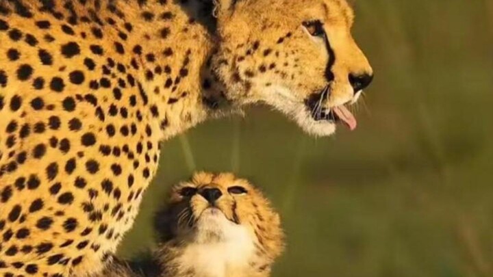 Who wouldn’t admire their own mother?