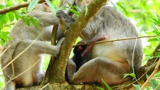 Every Morning Monkey Jade Always Brings Her Baby Sleep On The Tree, Baby Jinx Hug Mom Hard​ Sucking