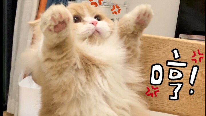 Challenge: Go home without petting the cat. Oh no! Now I can’t even coax it back to good behavior.