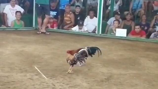 pangalawa sa magkakapatid na bulik nanalo