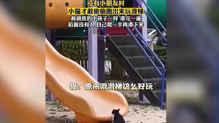 ตอนไม่มีเด็กๆ แมวน้อยถึงกล้าแอบออกมาเล่นสไลเดอร์แบบลับๆ