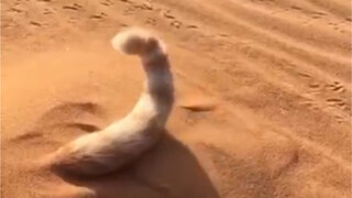 Cat's sneaky sandworm