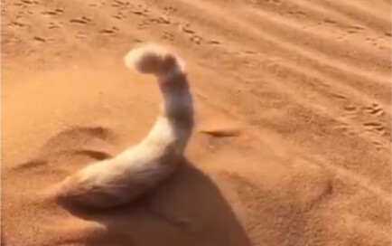 Cacing pasir kucing yang licik
