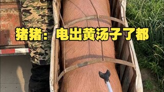 Heo: Điện mạnh đến nỗi làm ra súp màu vàng