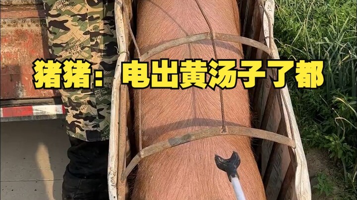 猪猪: 电出黄汤子了都