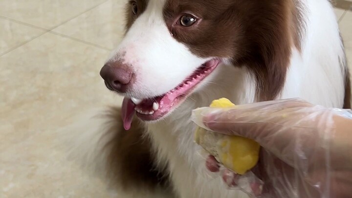Don’t they say puppies are always resistant the first time they see a durian?