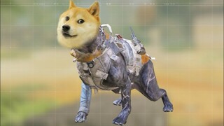 What da Doge doin?