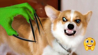 LOL! Scare Your Dog To See Their Funny Reaction | Pets Island