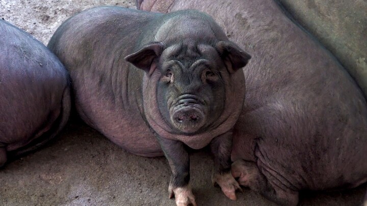 Huanong Brothers: Go to my brother's house to see the fragrant pigs we used to raise. They are now f
